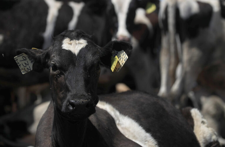 Espera México reanudar exportación de ganado a EE.UU. en dos meses tras gusano barrenador