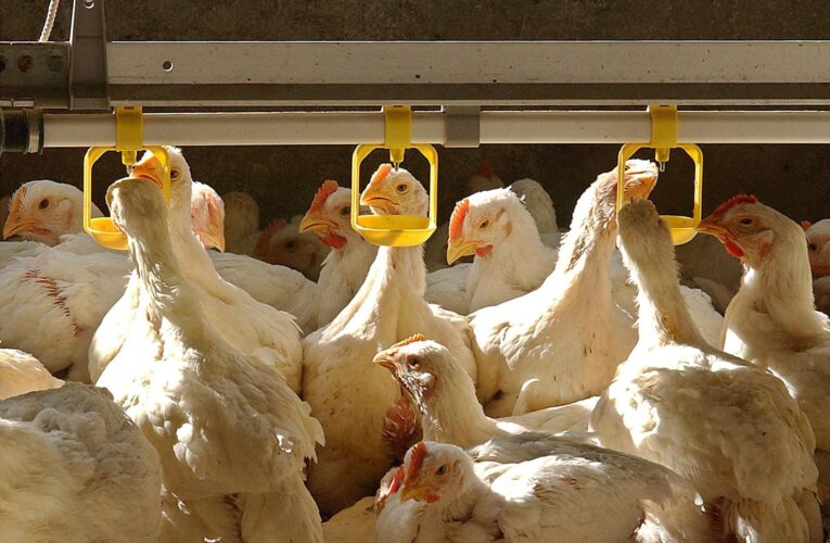 Mutaciones favorecen la propagación de la gripe aviar en EE.UU.