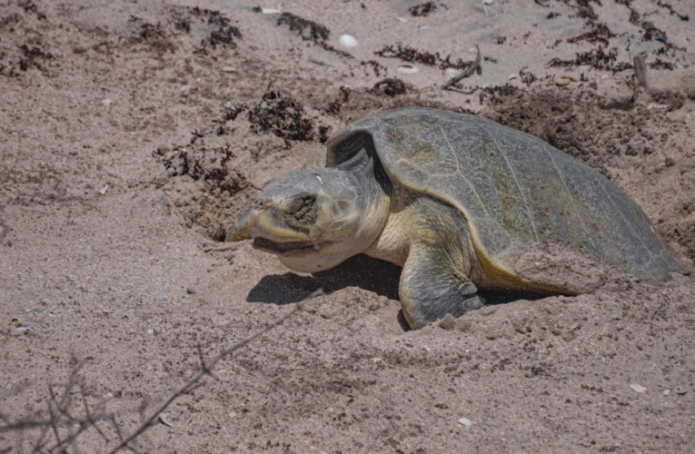 Protegen más de 16 mil huevos de tortuga en costas de Tamaulipas