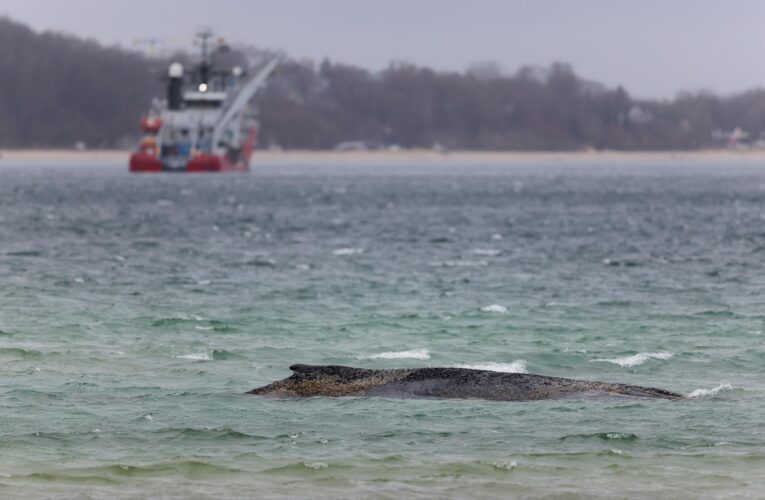 El cadáver de ballena muerta frente a isla danesa es remolcado a la playa para la autopsia
